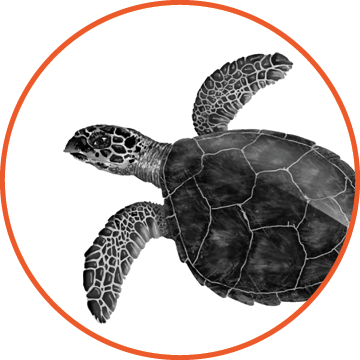 Hawksbill Turtle