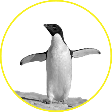Penguin